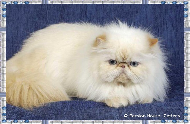 Welcome to the Persian House ... Himalayans