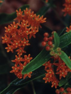 Orange Flower