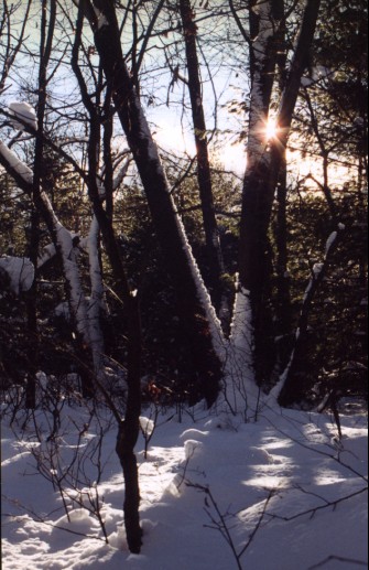 Sun Peaking Threw The Trees