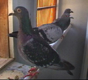 pigeonexpressemployees.jpg