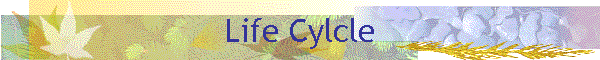 Life Cylcle