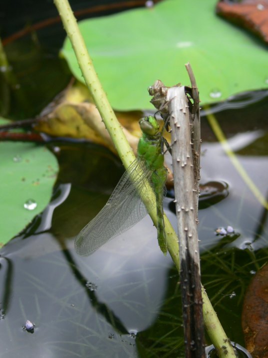 brevardPond_Tour_09-2-028.jpg