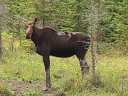 Big Mama Moose