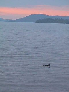 Mergansers on Lake Memphremagog