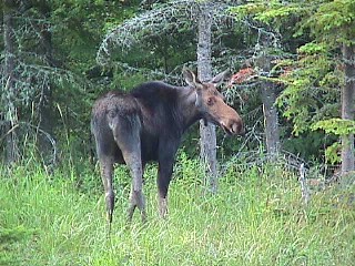 Moose near Norton