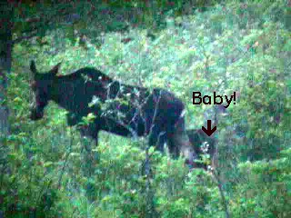 Mama and Baby Moose