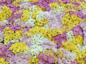 daisyblooms.jpg