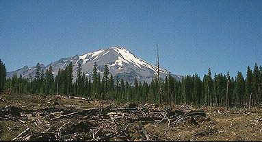 clearcut_shasta.jpg (31434 bytes)