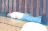 Alan Sleeping.JPG (66087 bytes)