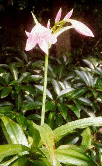 Crinum (Amaryllidaceae)