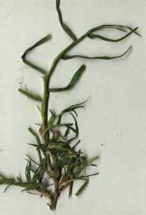 planta5.JPG (10077 bytes)