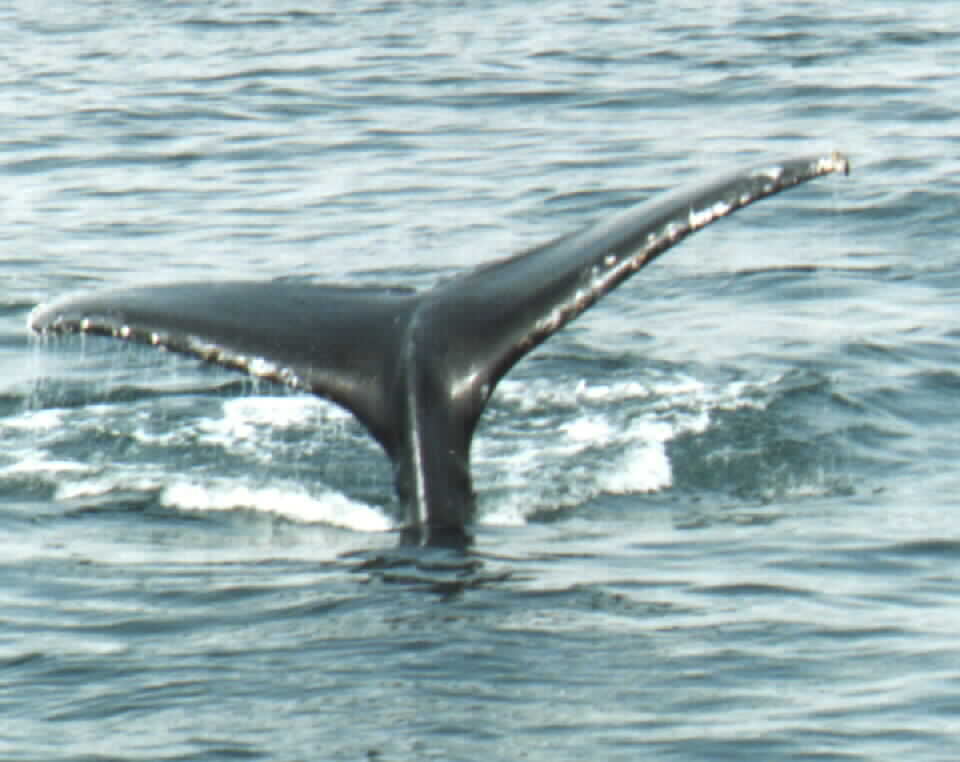 whaletail.jpg (52629 bytes)