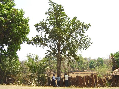 chatisgarh2003.jpg