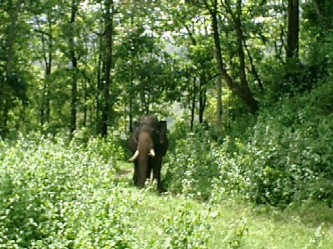 elephant