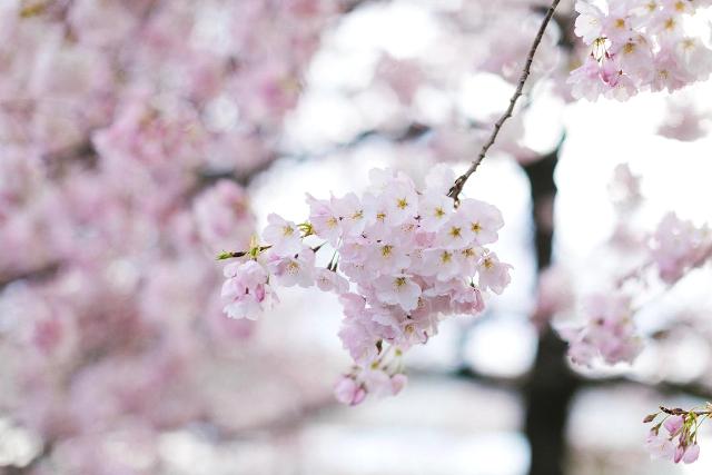 1anhcherry_blossom_mattha.jpg