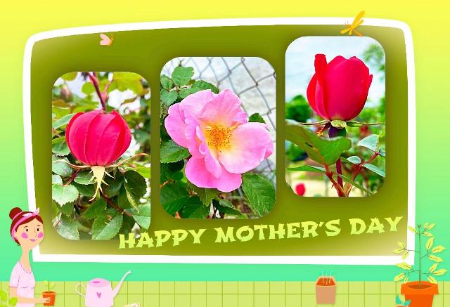 1thiep_mothersday_tienganh_pht.jpg