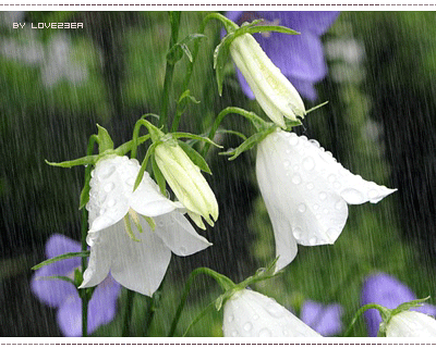 ani_flowers_in_rain.gif