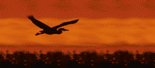 bird_at_sunsetddep.gif