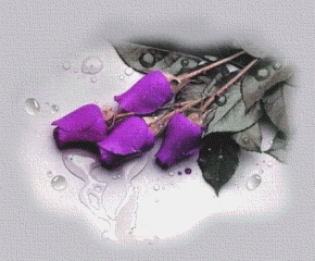 purplerose_miendu.gif