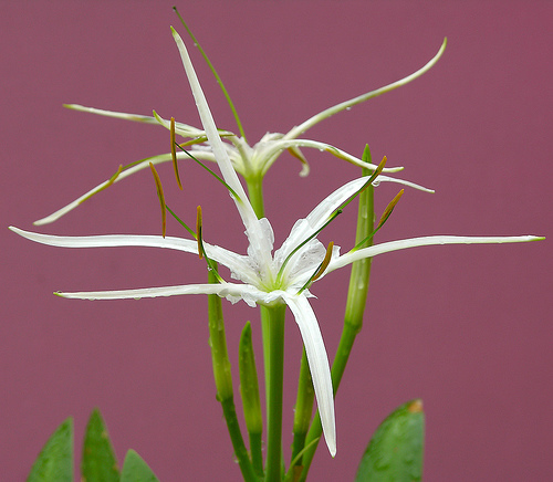 trinhnuhoangcung_crinum.jpg