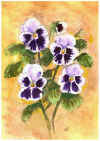 white pansies.jpg (42644 bytes)