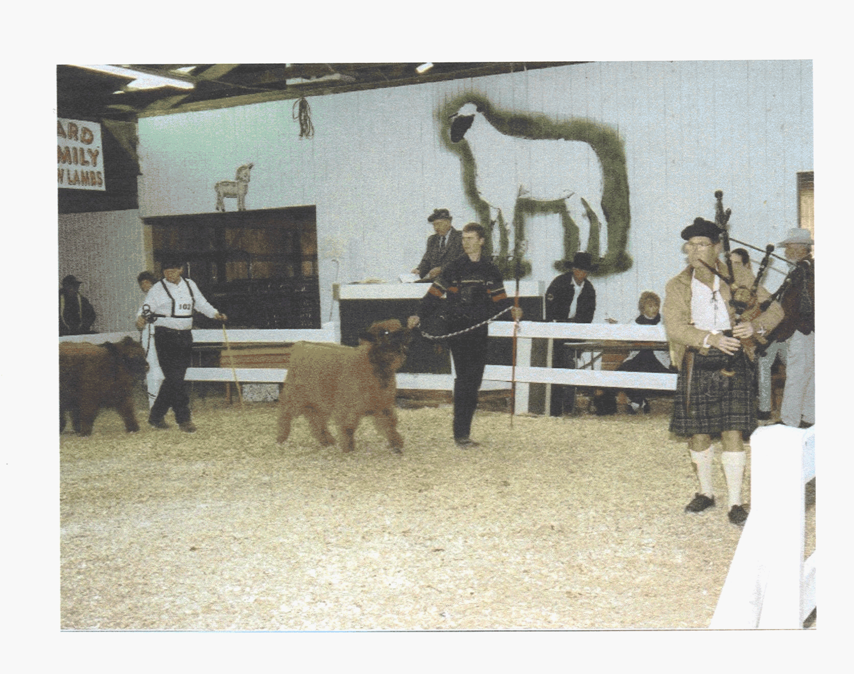 cowbeautypageant.gif