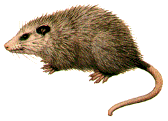 possum.gif (9130 bytes)