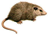 possum.gif (9076 bytes)