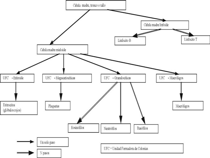 Origen de las clulas de la sangre