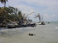 Underwater Trees