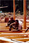 Four carpenters joined the two chainsawyers in transforming rough-sawn lumber into houses.