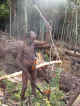 Tokomaadi starting work on a new garden.