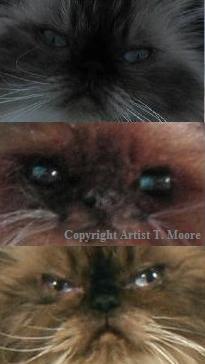 needle_felted_himalayan_persian_cat_kitten_chocolate_point_eyes3.jpg