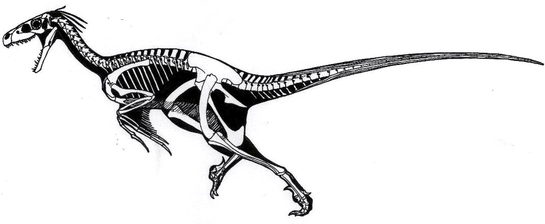 Dromaeosaurus albertensis