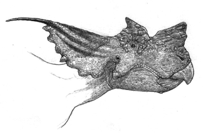 Achelousaurus horneri