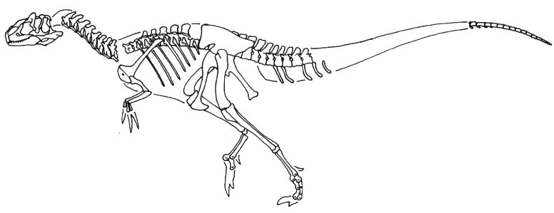 Allosaurus jimmadseni