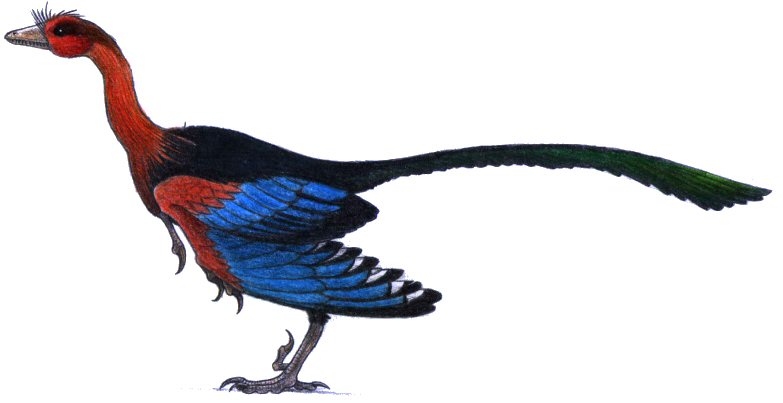 Archaeopteryx lithographica