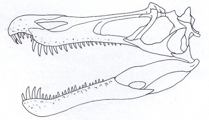 Baryonyx walkeri skull