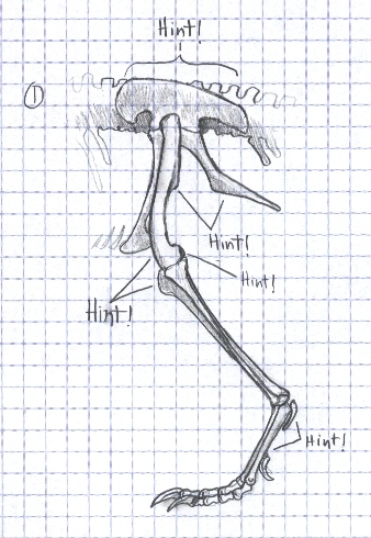 pelvis with femur, tibia/fibula, metatarsals, phalanges and ungual phalanges; a foot, or PES