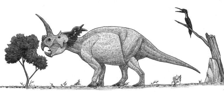 Centrosaurus apertus