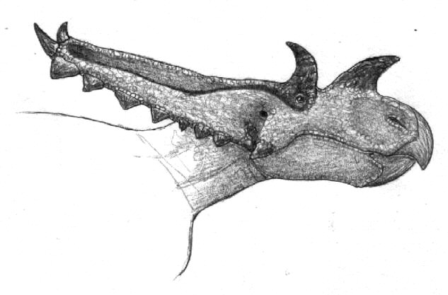 Chasmosaurus russeli