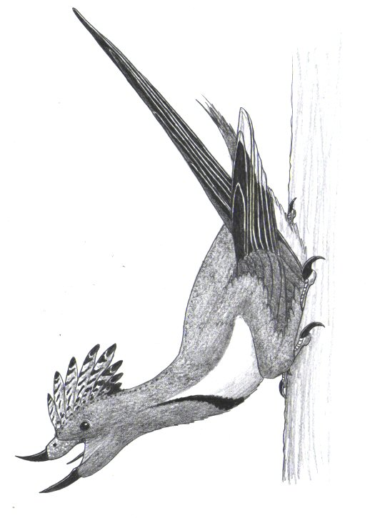 Cunfuciusornis dui