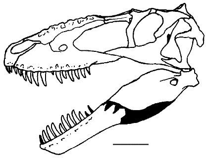 Daspletosaurus sp