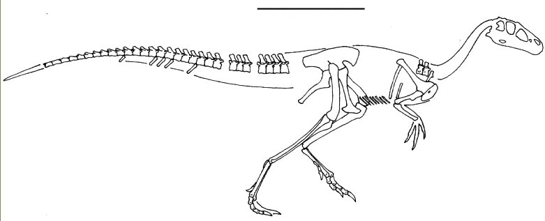 Deltadromeus agilis