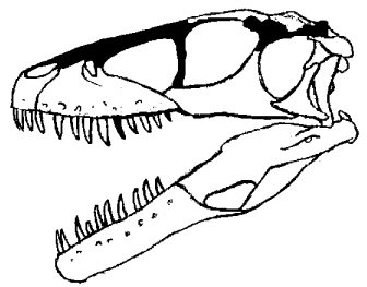 Dromaeosaurus albertensis skull