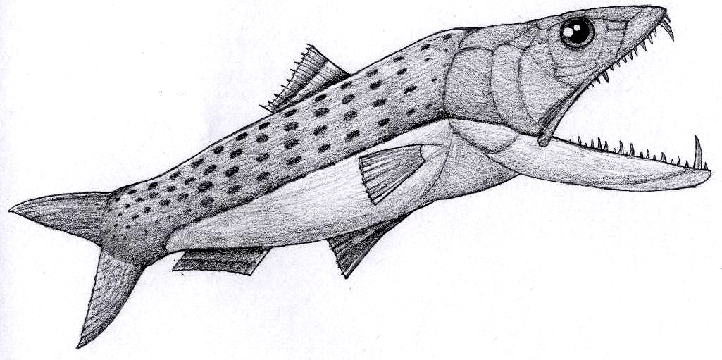 Eurypholis