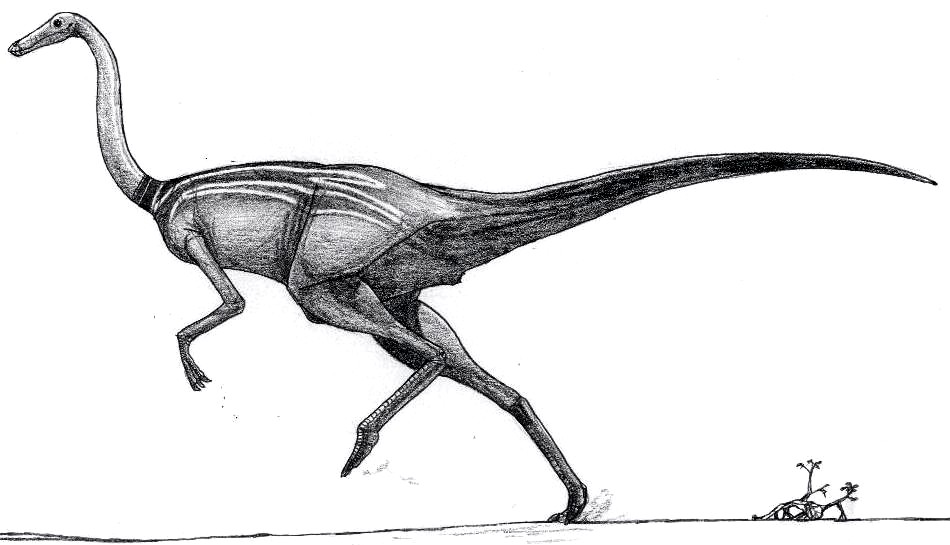 Gallimimus mongoliensis