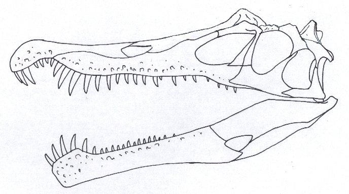 Irritator challengeri skull w. Angaturama limay preorbital