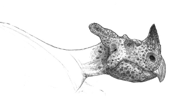 Montanoceratops cerorhynchus