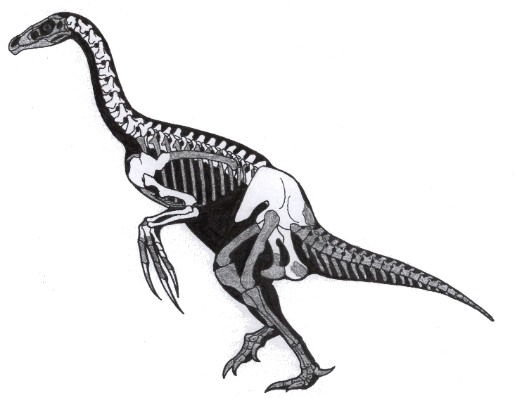 Nanshiungosaurus skeleton with Therizinosaurus forelimbs, and shoulder